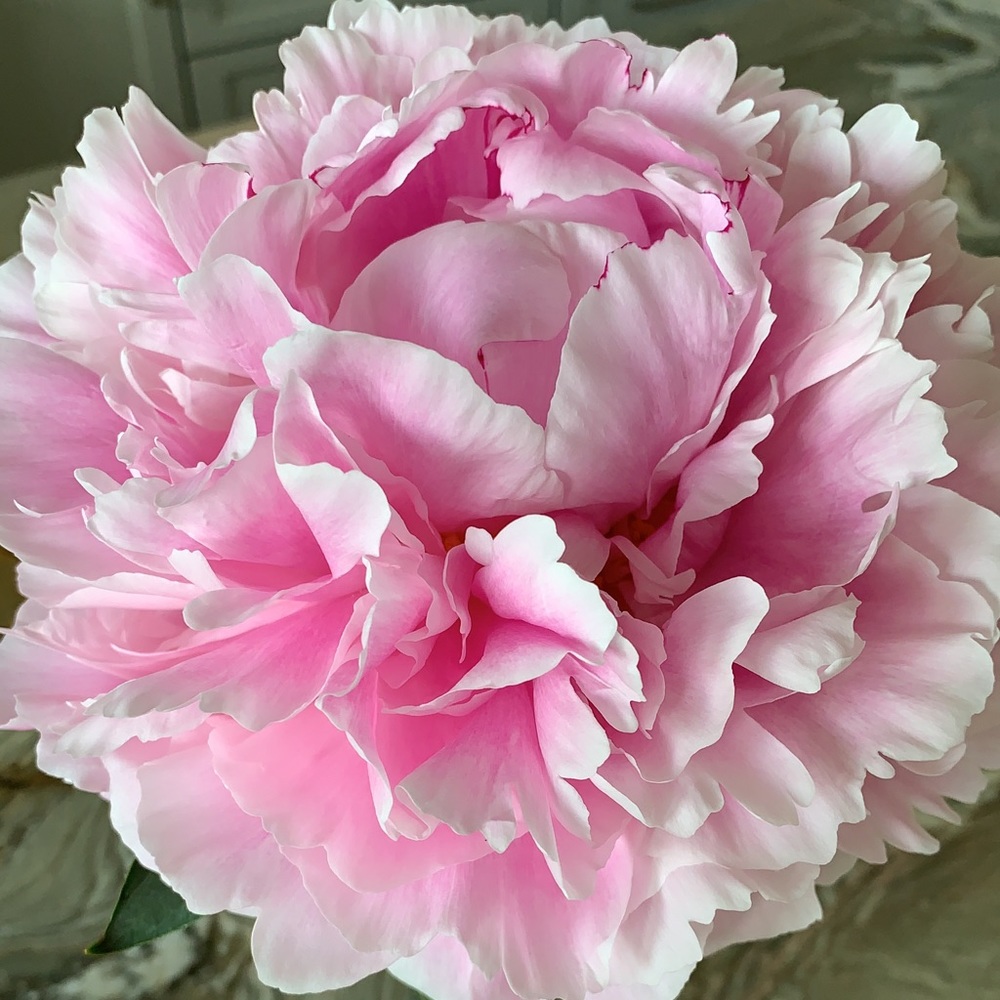 Meet your Posher, Audrey